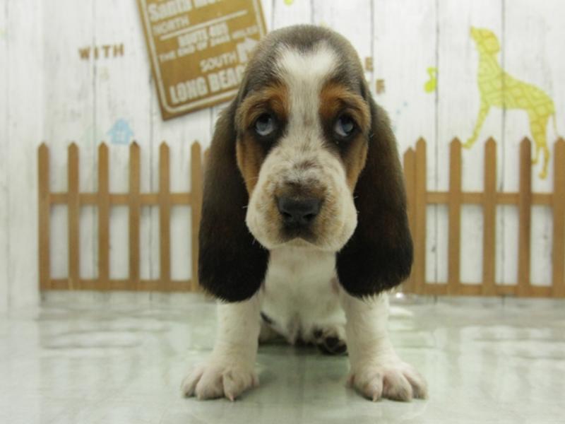 バセット ハウンド ペット検索 ペット大好き