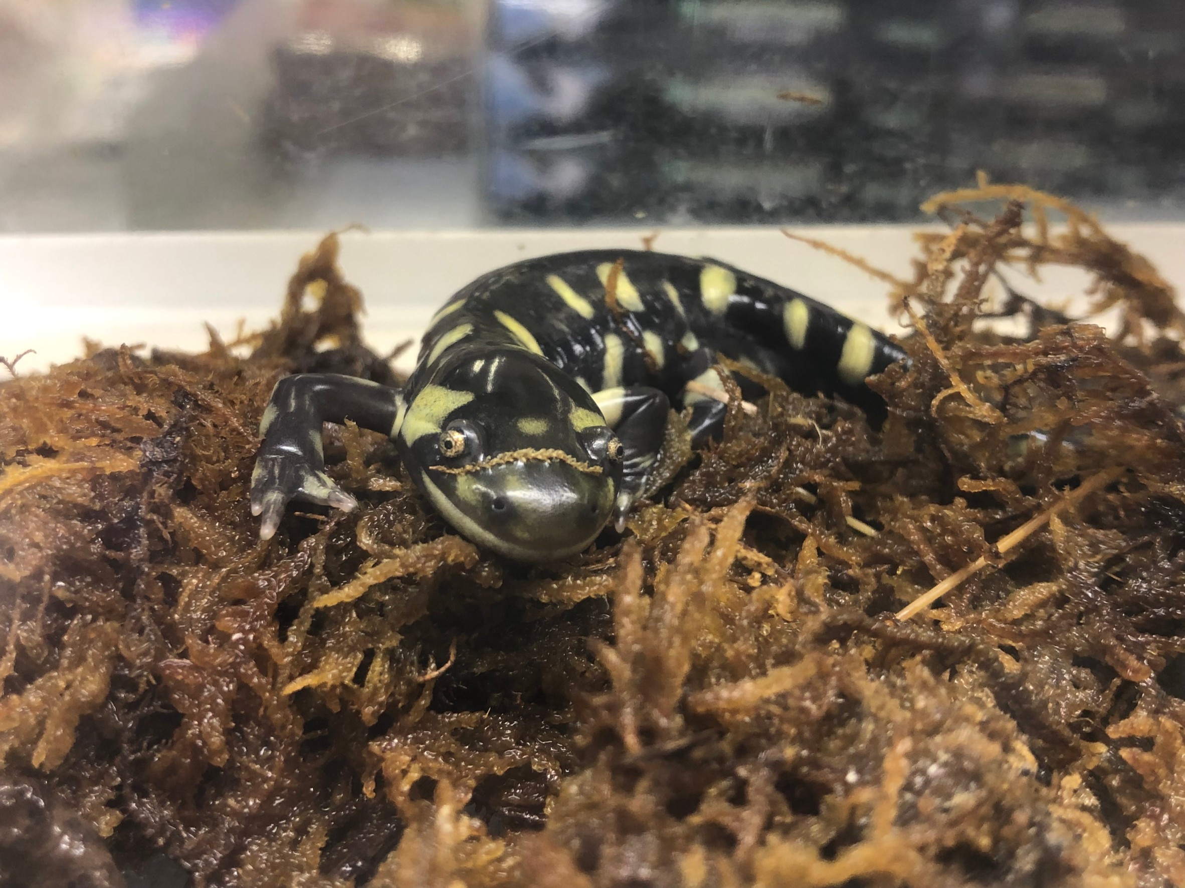 両生類 ペット検索 ペット大好き