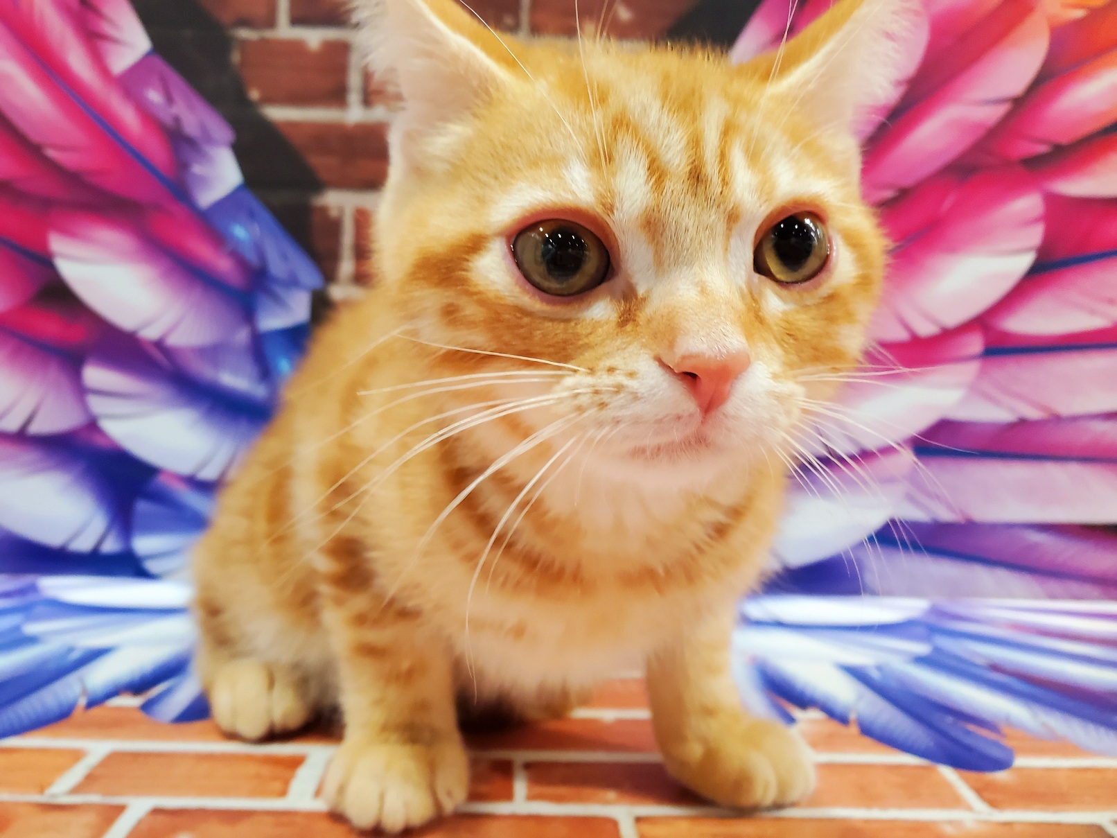 アメリカン ショートヘア ペット検索 ペット大好き