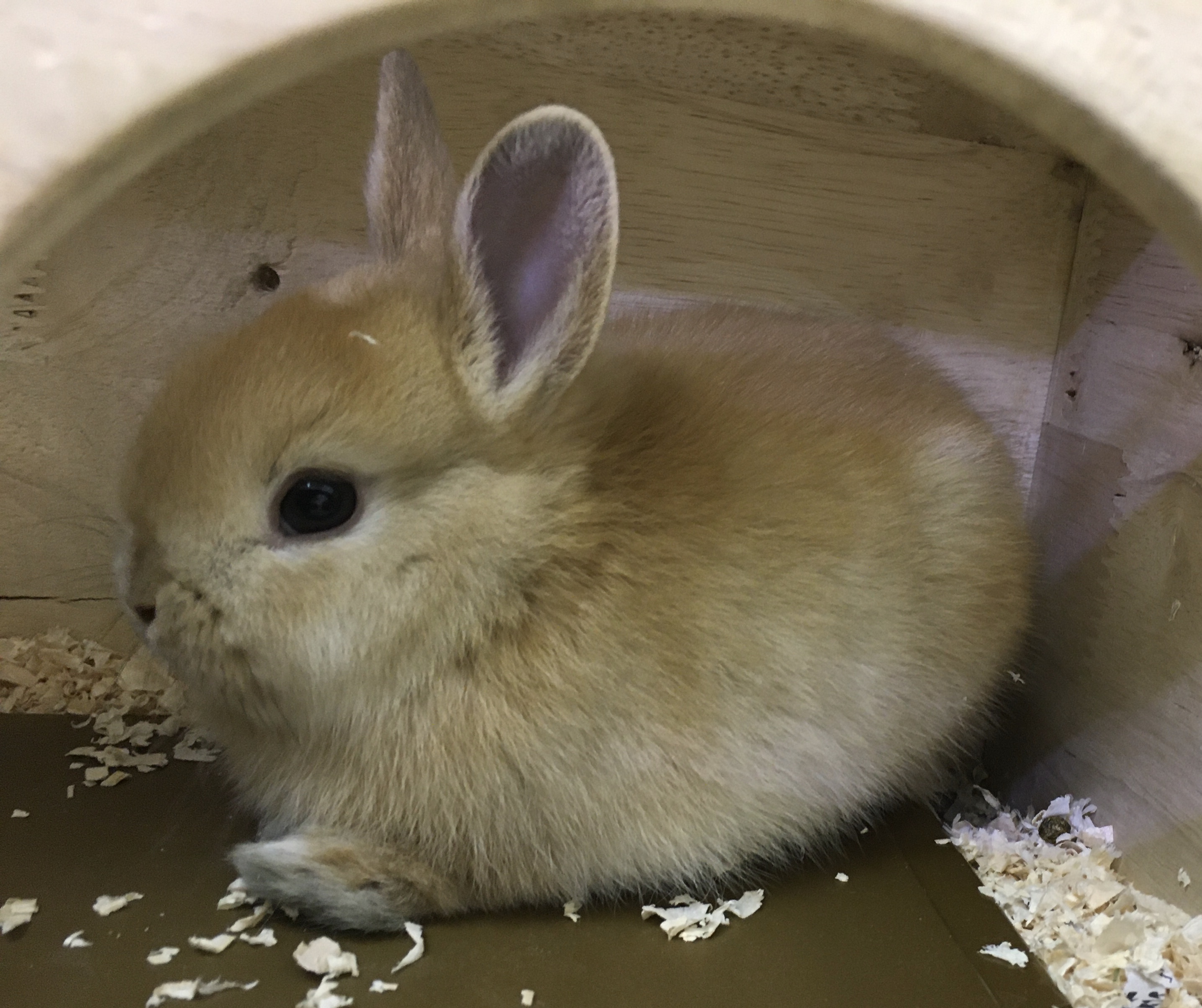 うさぎ ペット検索 ペット大好き