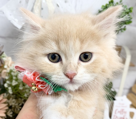 ディスワン小牧店 ペットショップ ディスワン ペッツワン では犬 猫 鳥 小動物 熱帯魚 金魚 爬虫類 昆虫等のペット販売 ペットフード 用品販売 トリミング 美容室 や ペットホテルも行っています