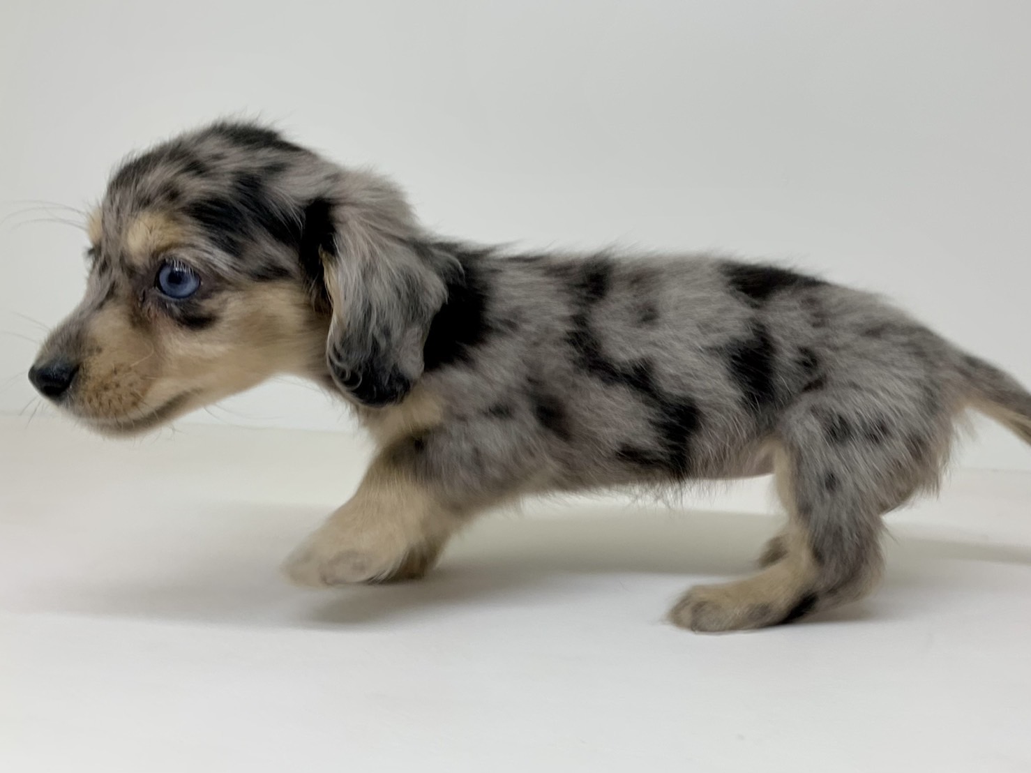 ミニチュア・ダックスフンド｜ペット検索｜ペット大好き！