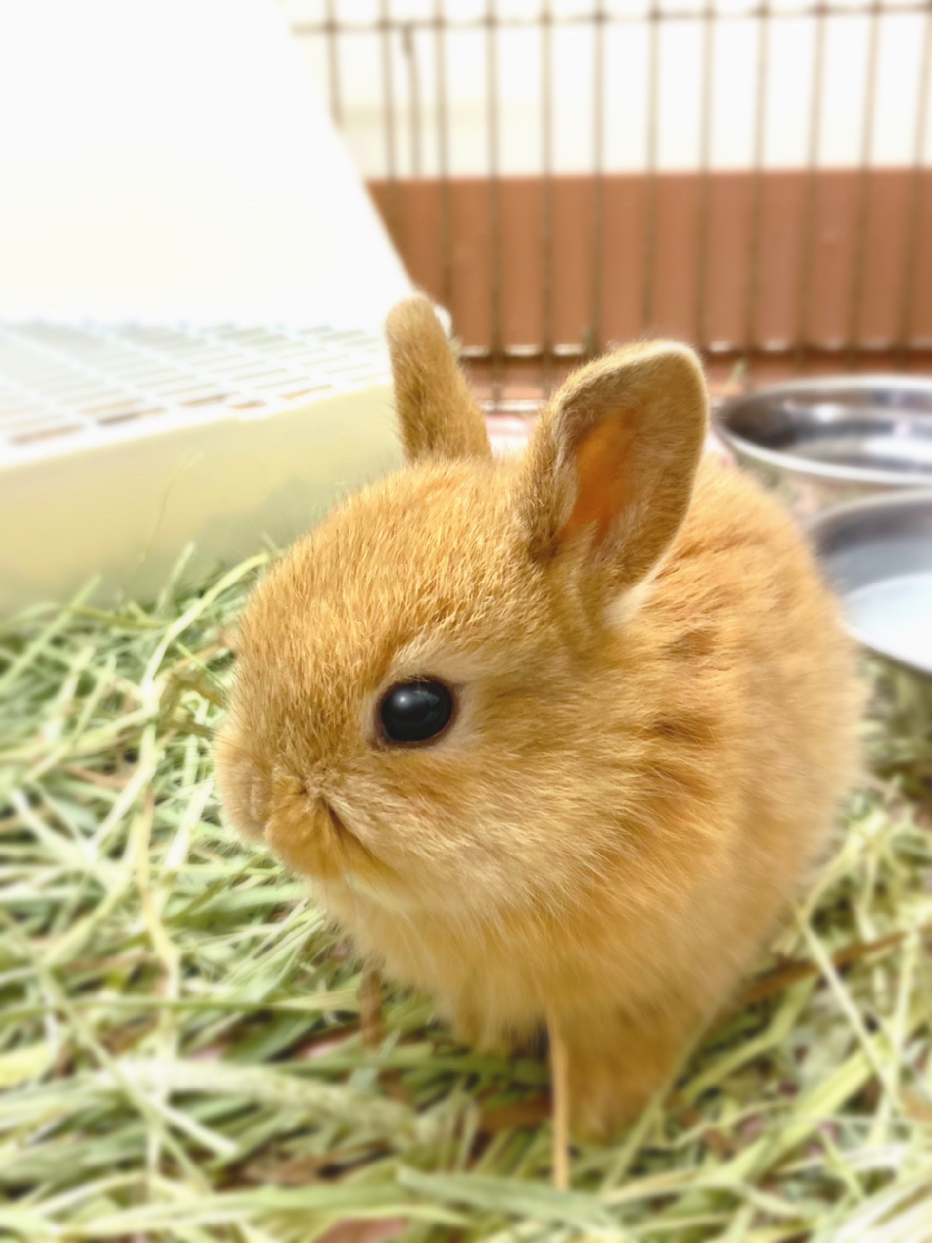 うさぎ ペット検索 ペット大好き