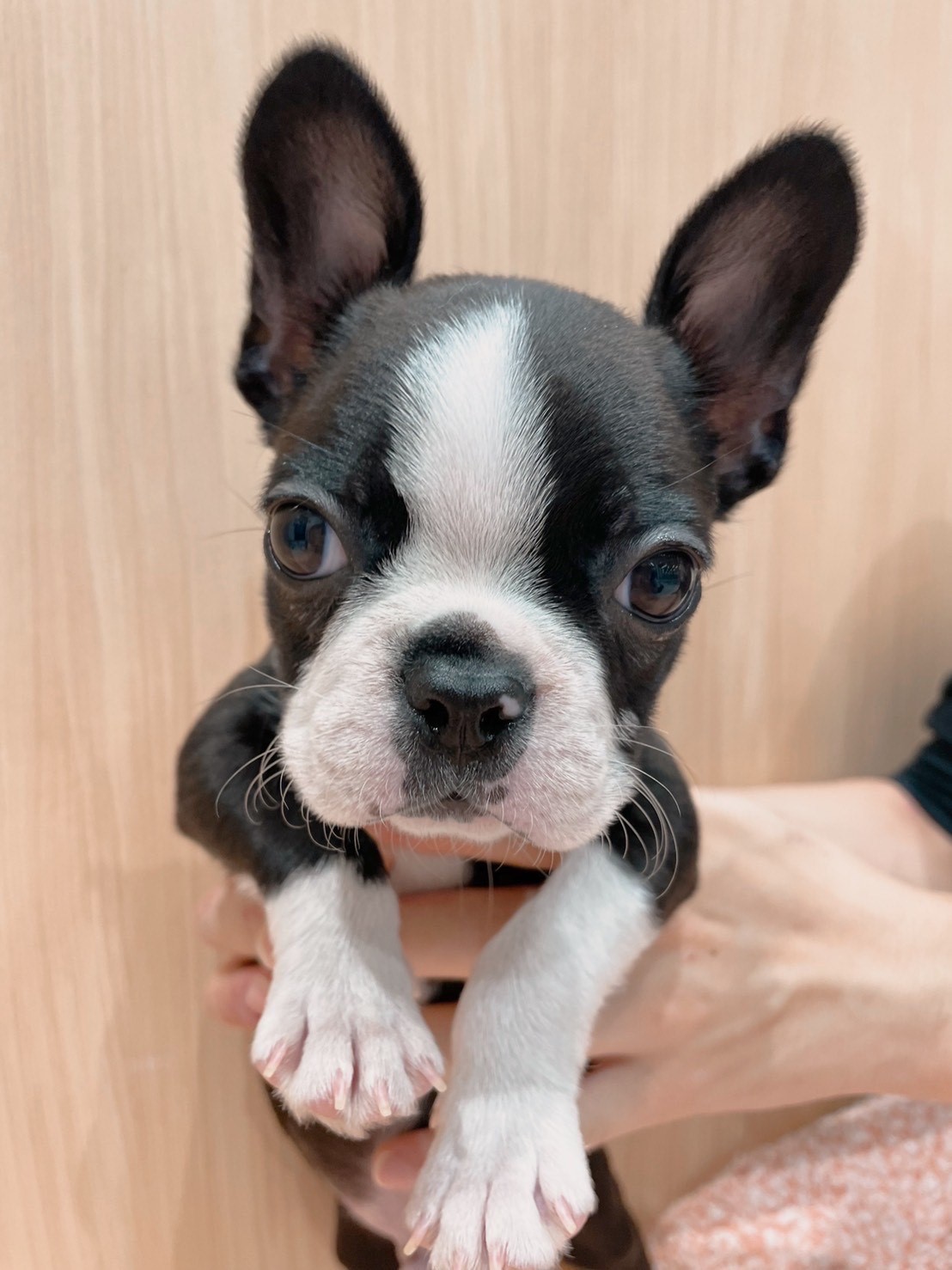 ボストン テリア ペット検索 ペット大好き