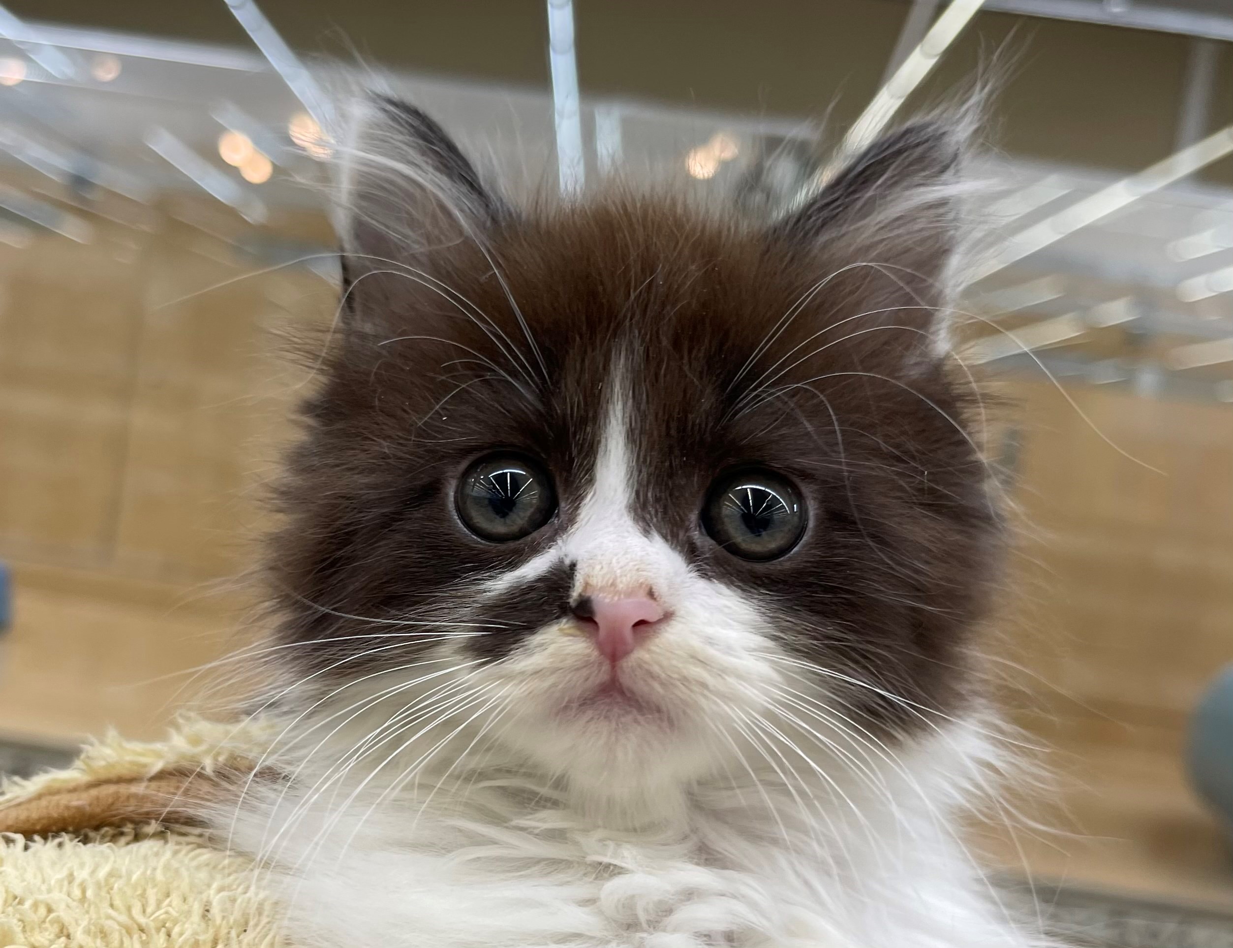 サイベリアン フォレスト キャット ペット検索 ペット大好き