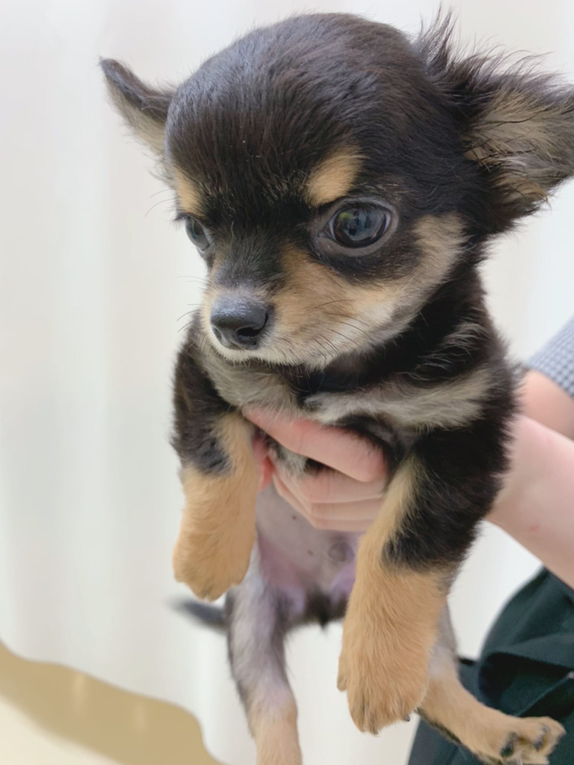 チワワ ペット検索 ペット大好き