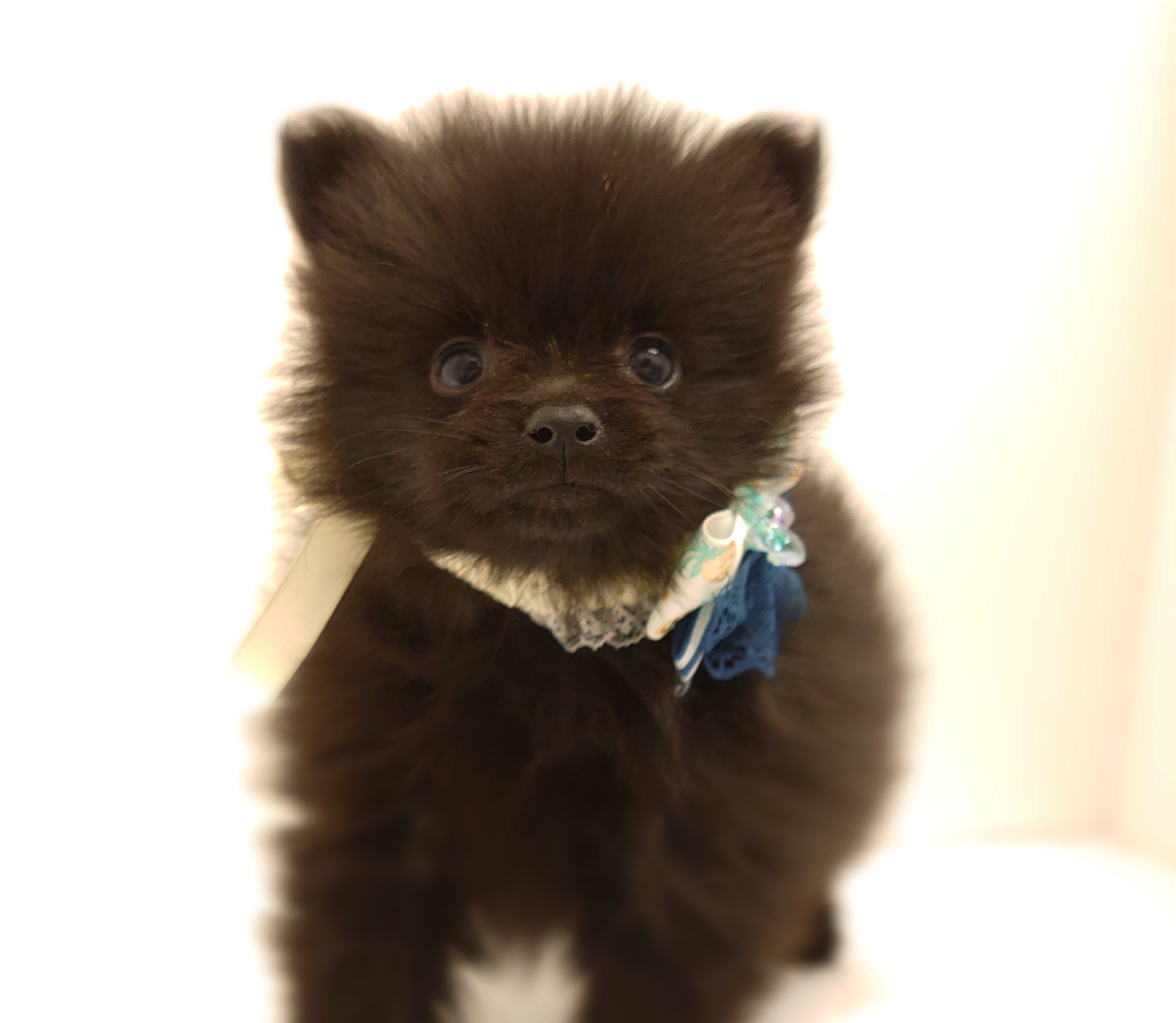 ポメラニアン ペット検索 ペット大好き