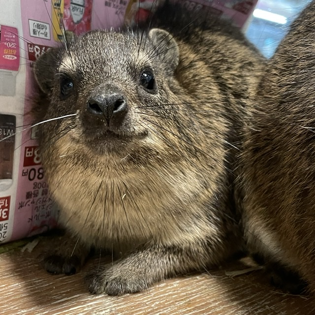その他 ペット検索 ペット大好き