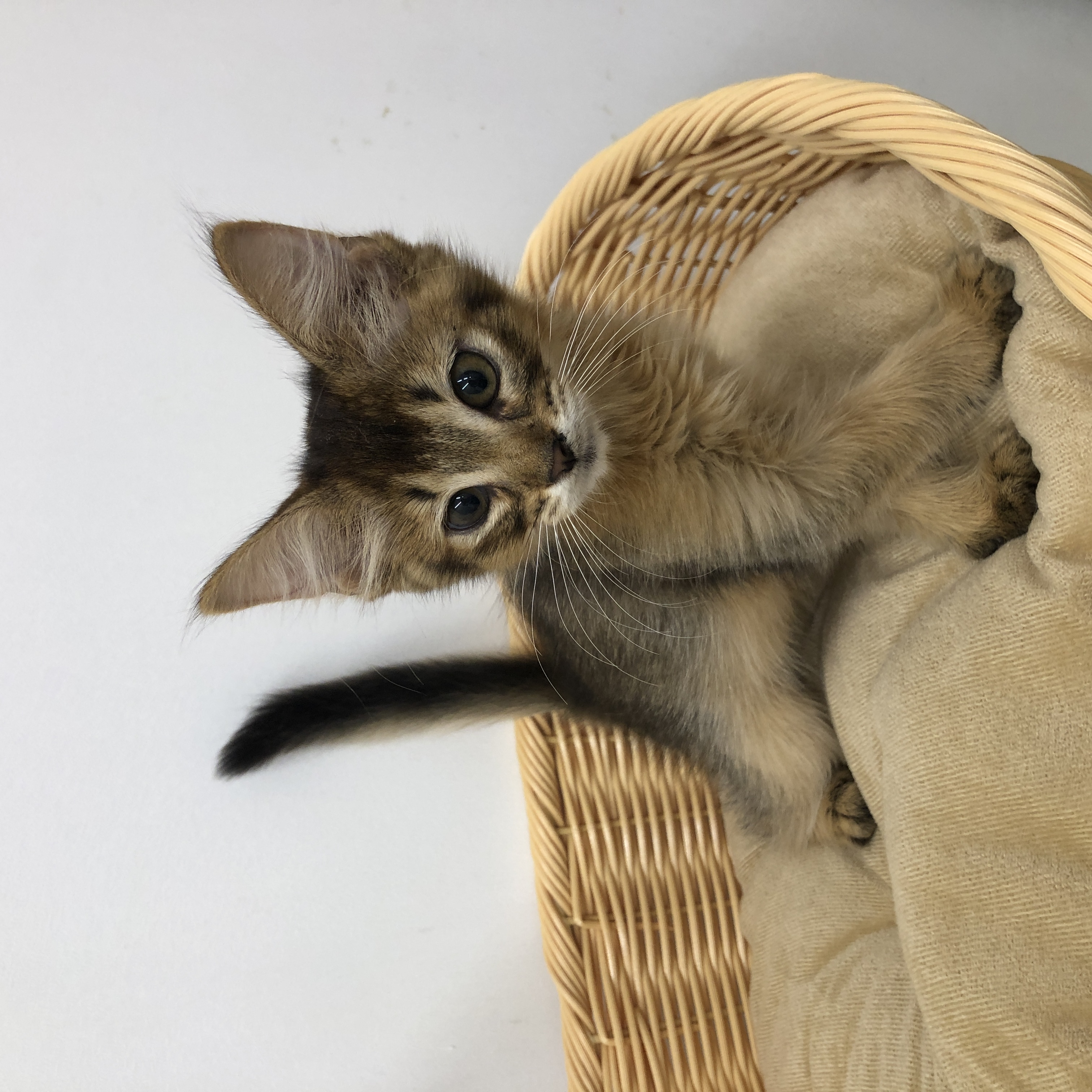 ソマリ ペット検索 ペット大好き