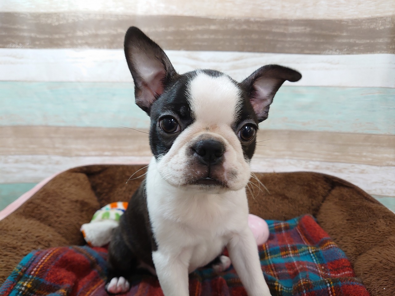 ボストン テリア ペット検索 ペット大好き