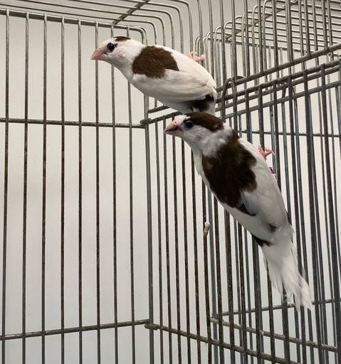 フィンチ ペット検索 ペット大好き