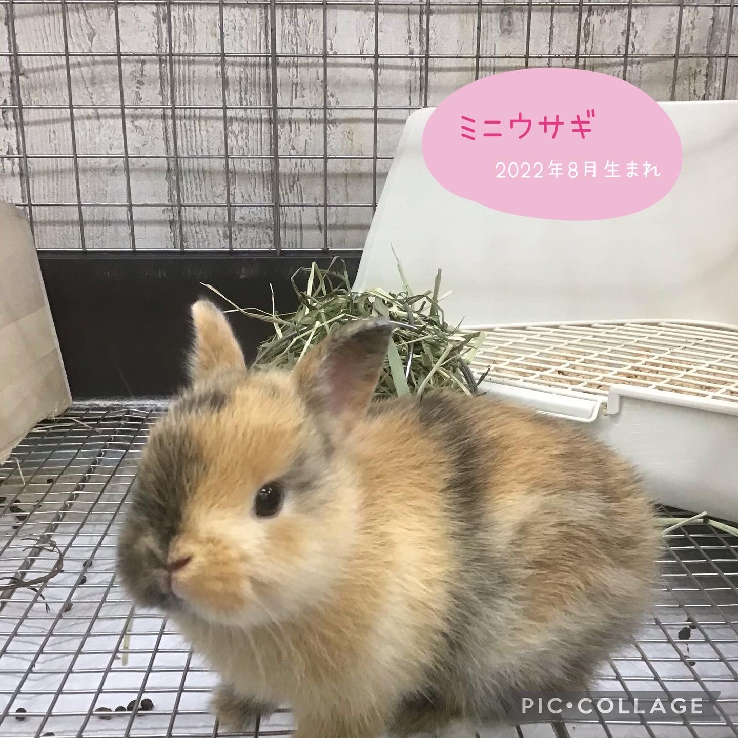 うさぎ 安い ペット 価格