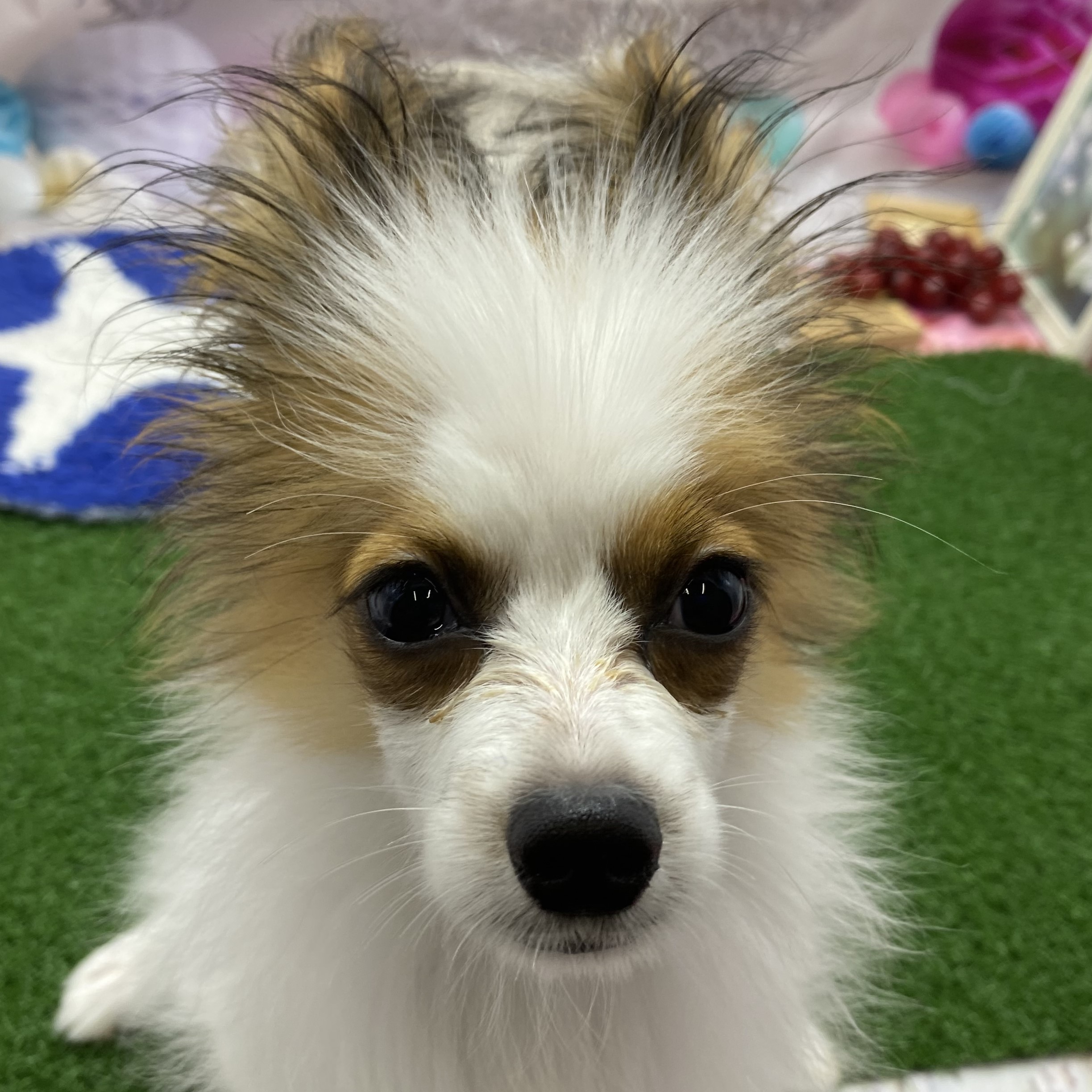 パピヨン ペット検索 ペット大好き