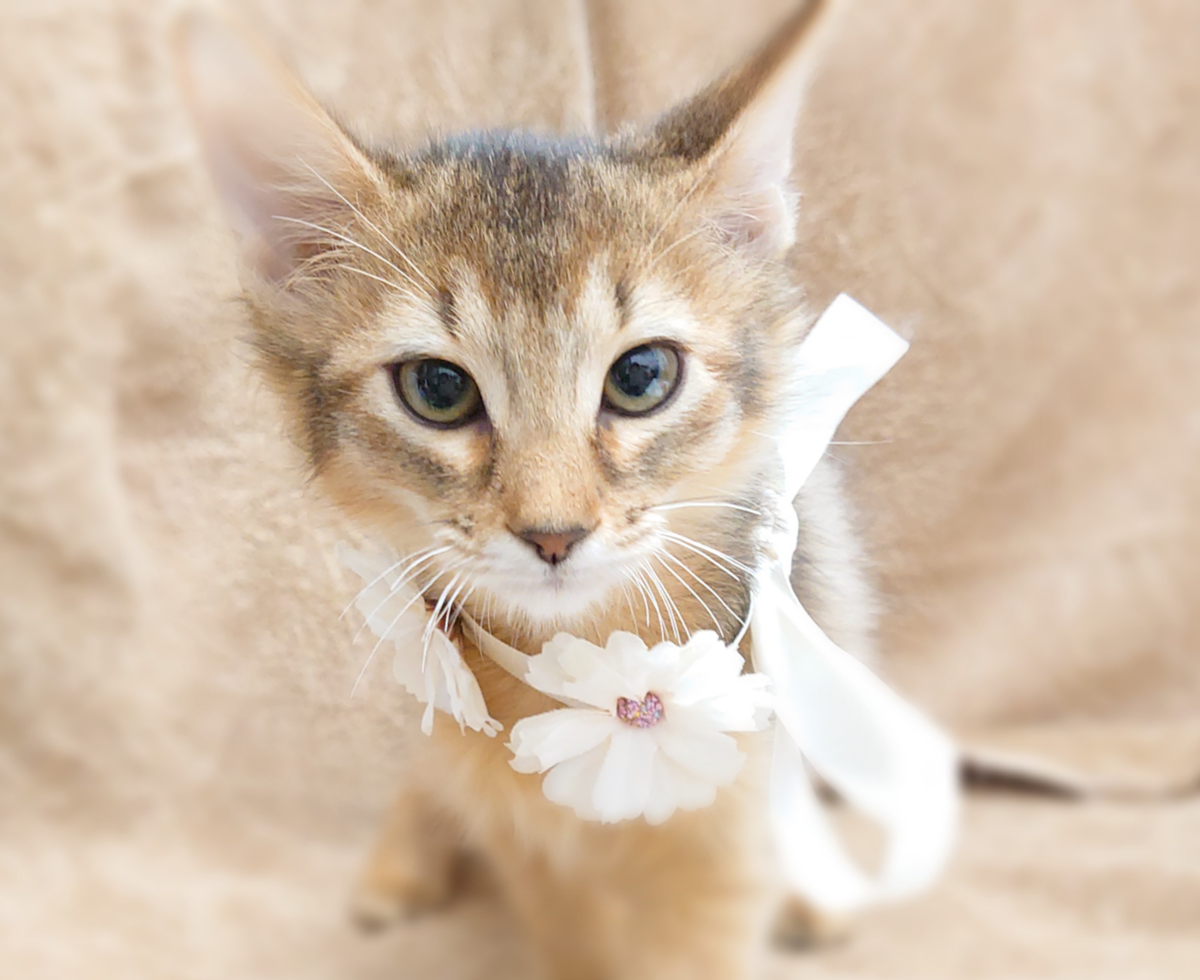 ソマリ ペット検索 ペット大好き