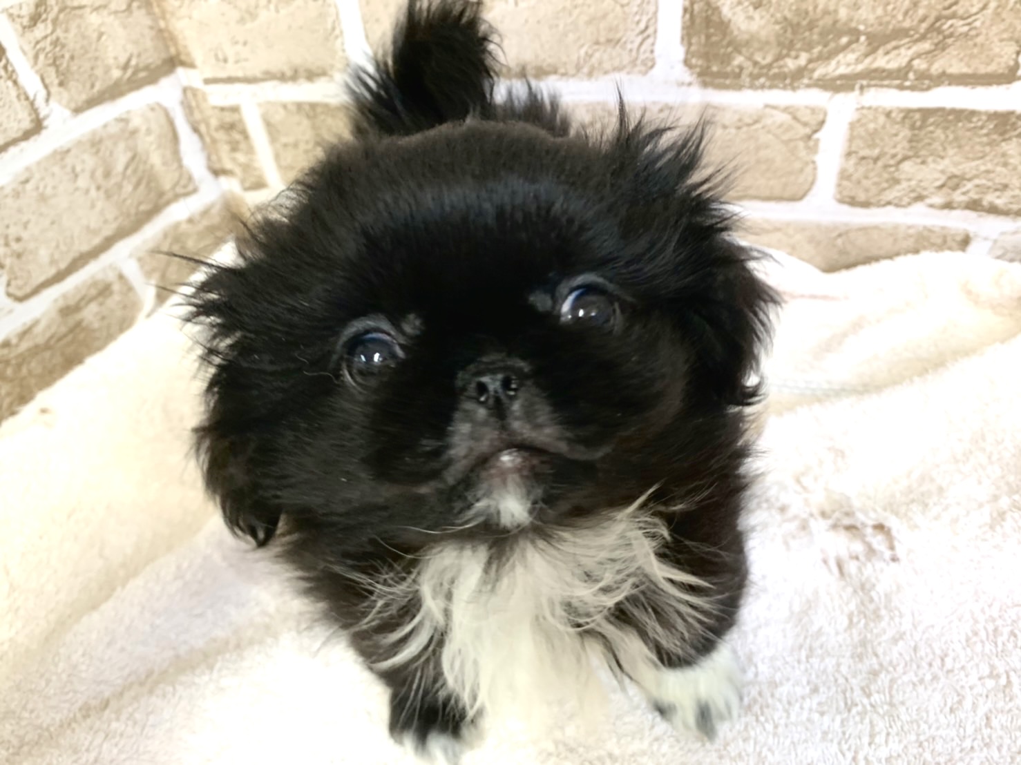 ペキニーズ ペット検索 ペット大好き