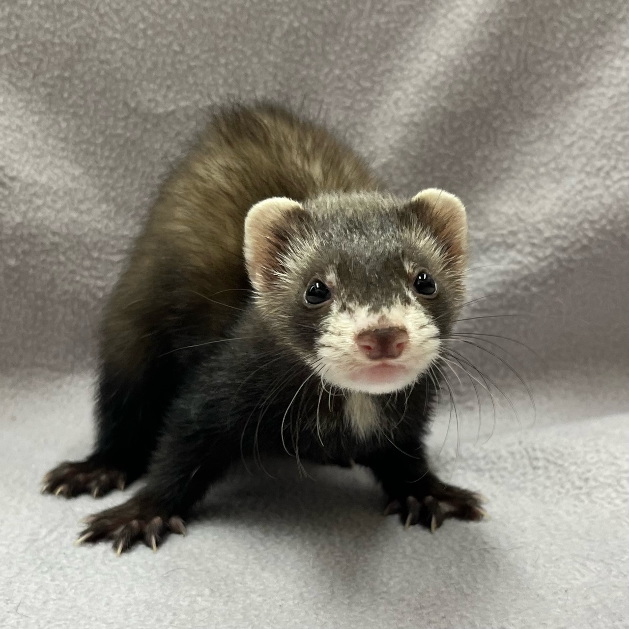 その他 ペット検索 ペット大好き