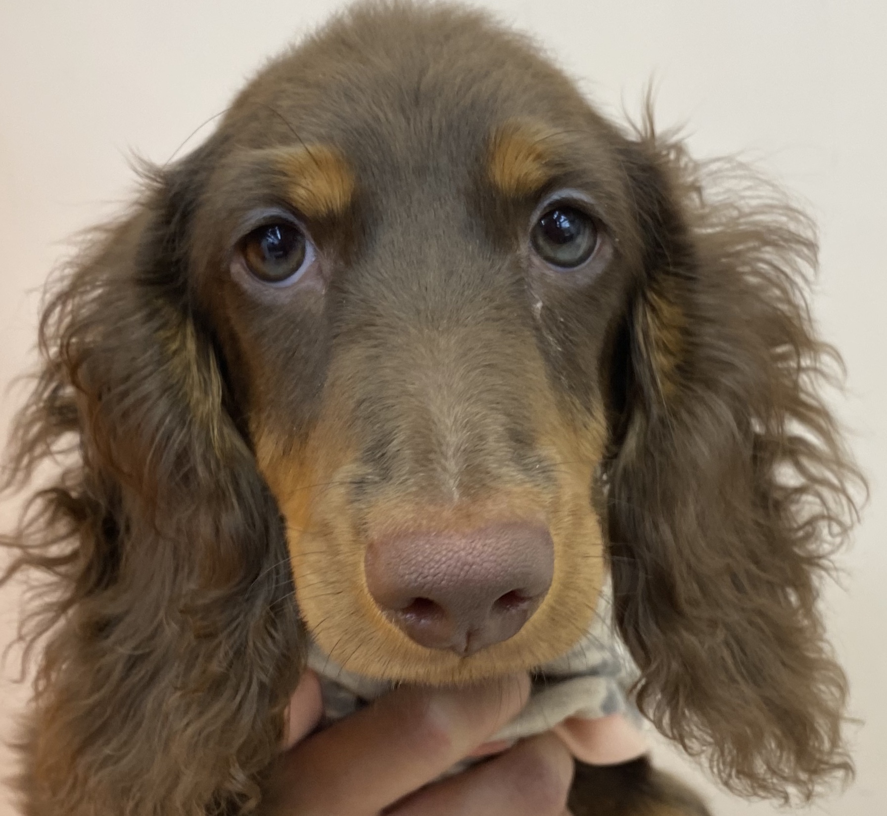 ミニチュア ダックスフンド ペット検索 ペット大好き