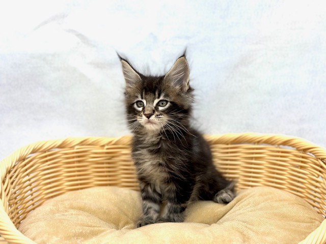 メイン・クーン｜ペット検索｜ペット大好き！