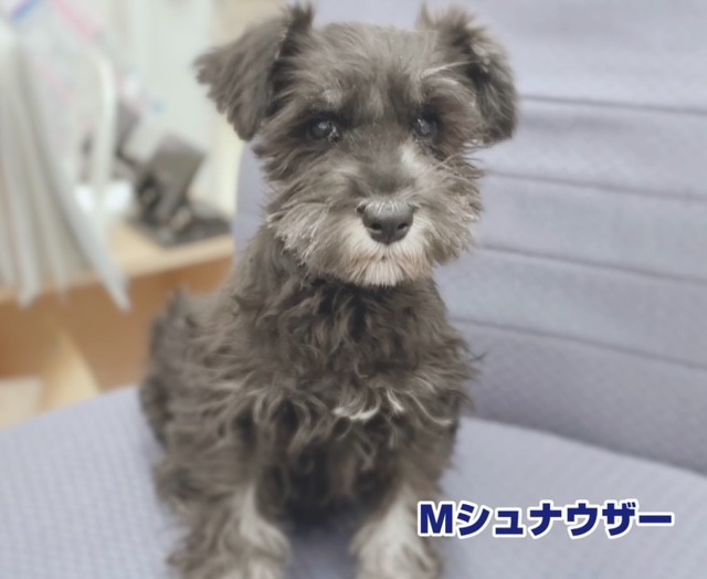 ミニチュア・シュナウザー｜ペット検索｜ペット大好き！