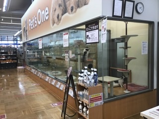 ペッツワン秦野店 ペット検索 ペット大好き