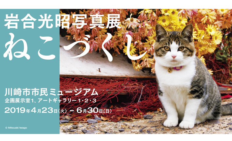 ひたむきに猫と向かい続けてきた岩合光昭写真展「ねこづくし」川崎で開催