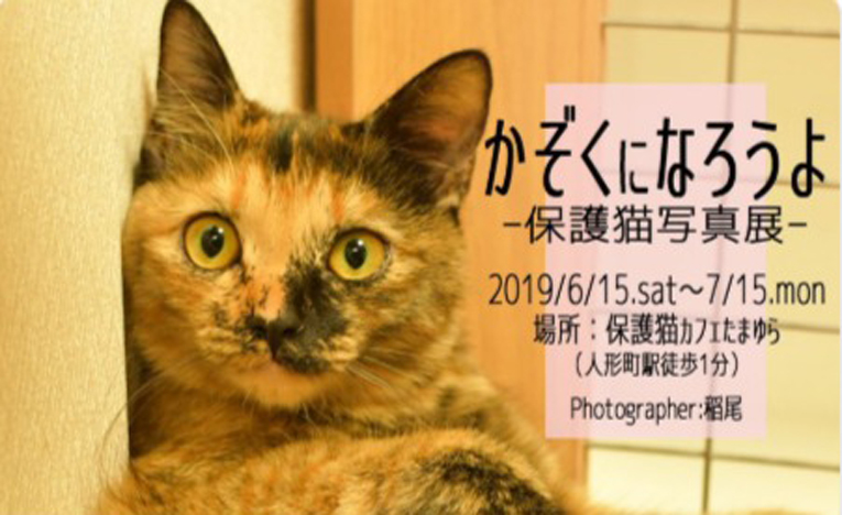 保護猫カフェの猫たちに継続的な支援を、かぞくになろうよ-保護猫写真展-