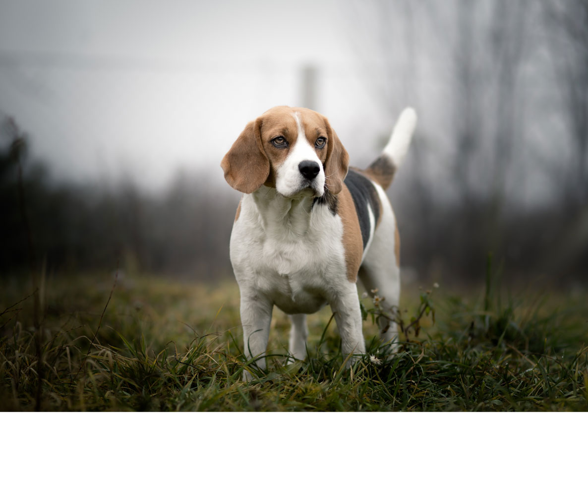 飼育放棄されたビーグル犬がアメリカ国土安全保障省のスターに ワールドペットニュース ペット大好き