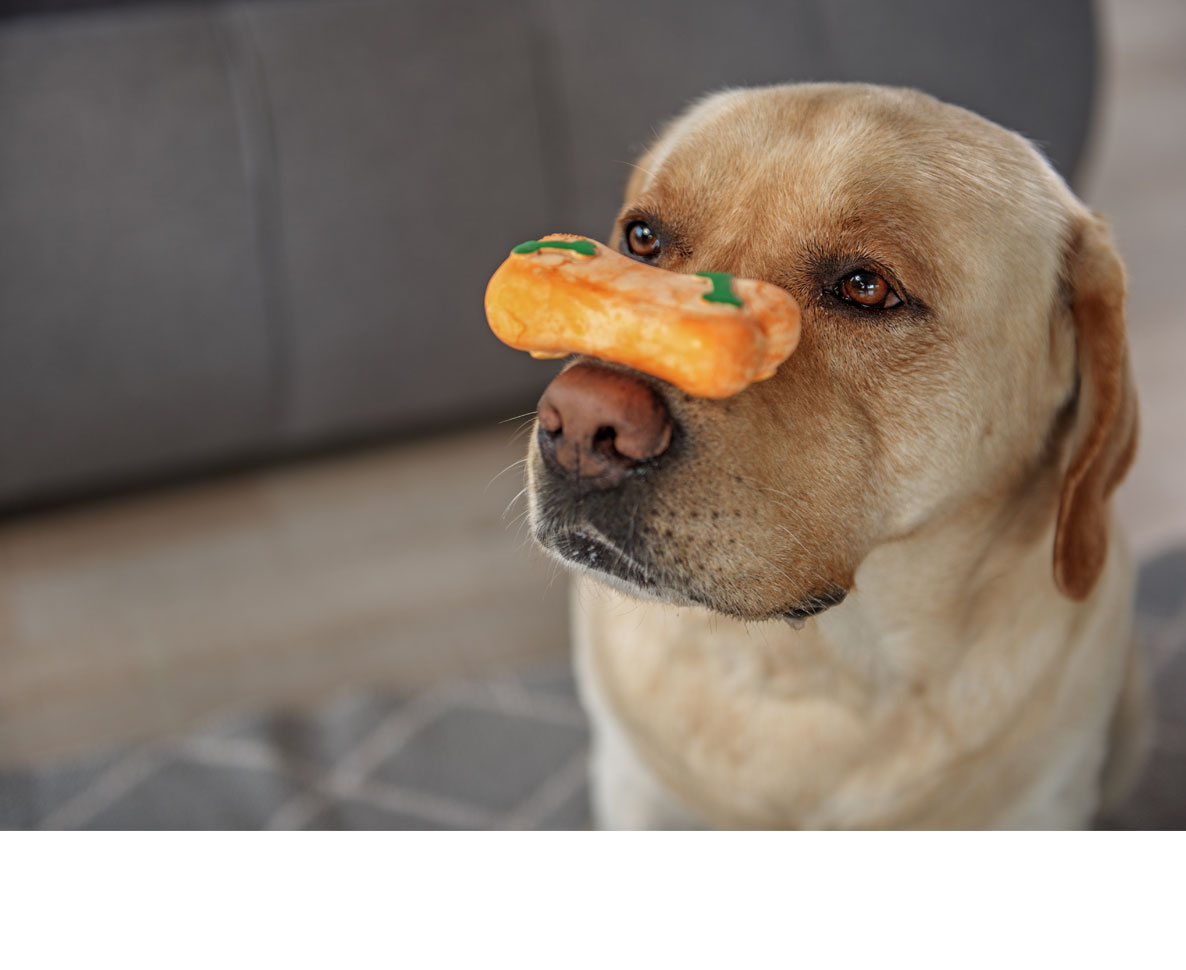 なんですぐに食べないの 犬なりのおやつを食べる 儀式 がおもしろい ワールドペットニュース ペット大好き