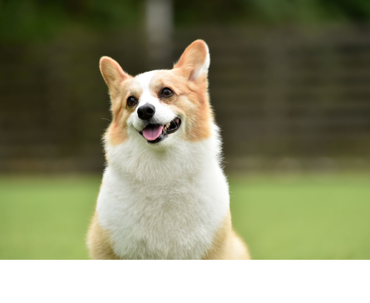 顔がまるで絵文字みたい 日本のコーギー犬が海外で話題 ワールドペットニュース ペット大好き