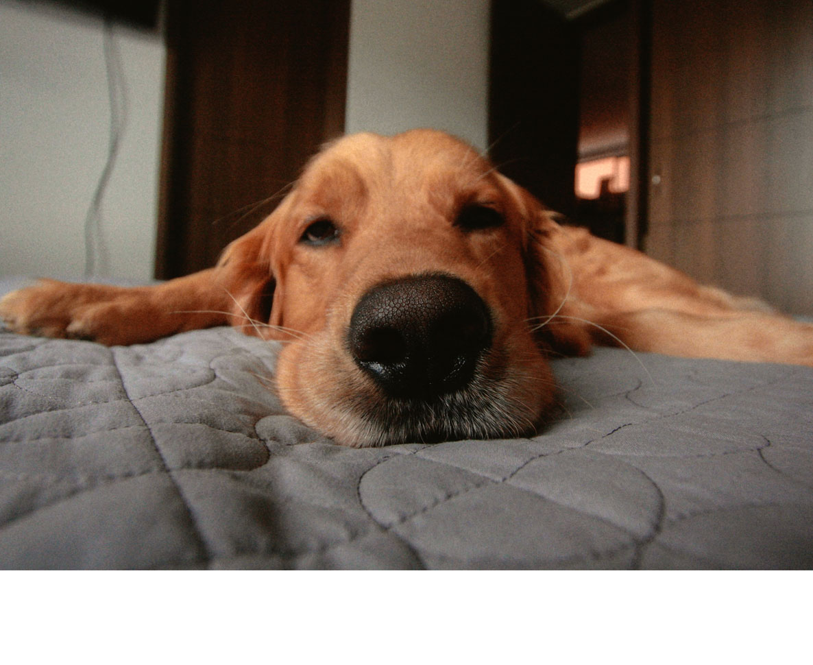 寝落ちた飼い主に布団をかけ 部屋の電気を切ってあげる世話好き犬 ワールドペットニュース ペット大好き