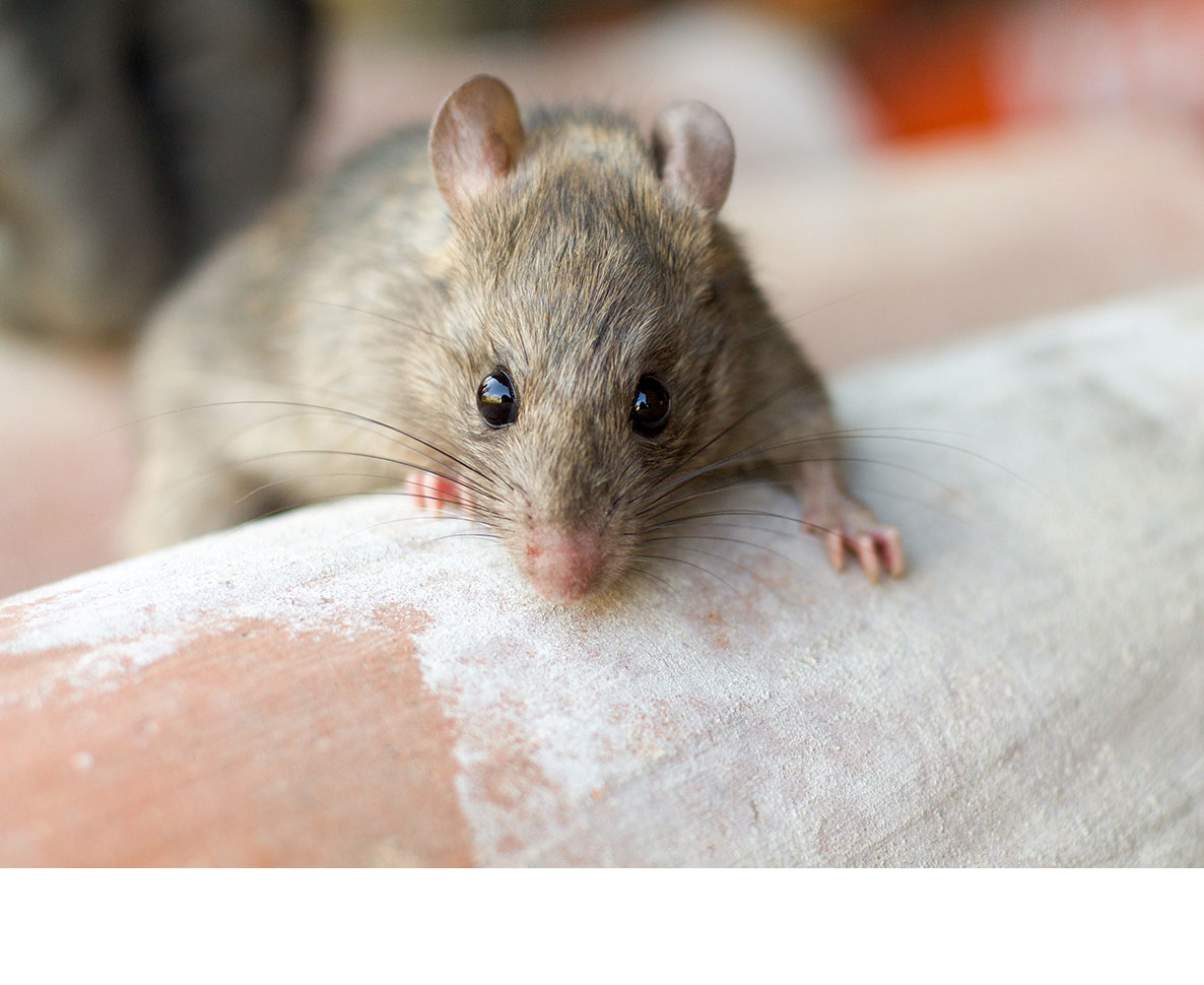 カンボジアで活躍した地雷探知ネズミが退職