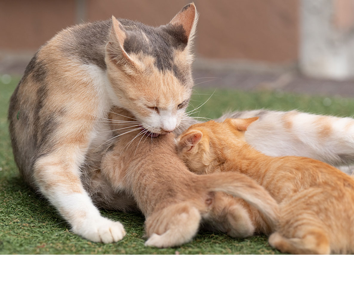 妊娠中の女性が妊婦の野良猫と出会い ママ同士の絆を育む ワールドペットニュース ペット大好き