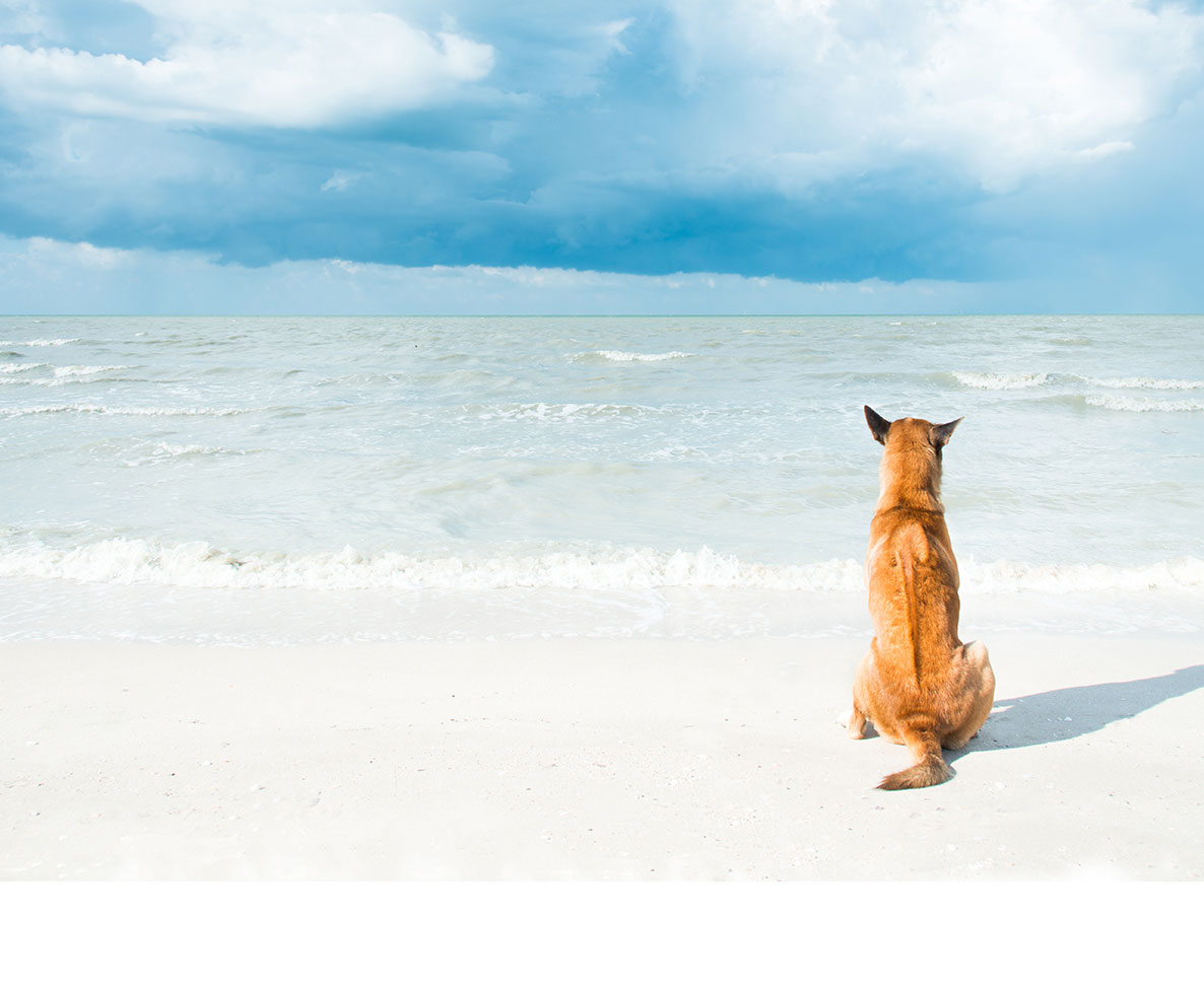 いつもひとりで海を見つめる犬、その理由が哀しすぎる