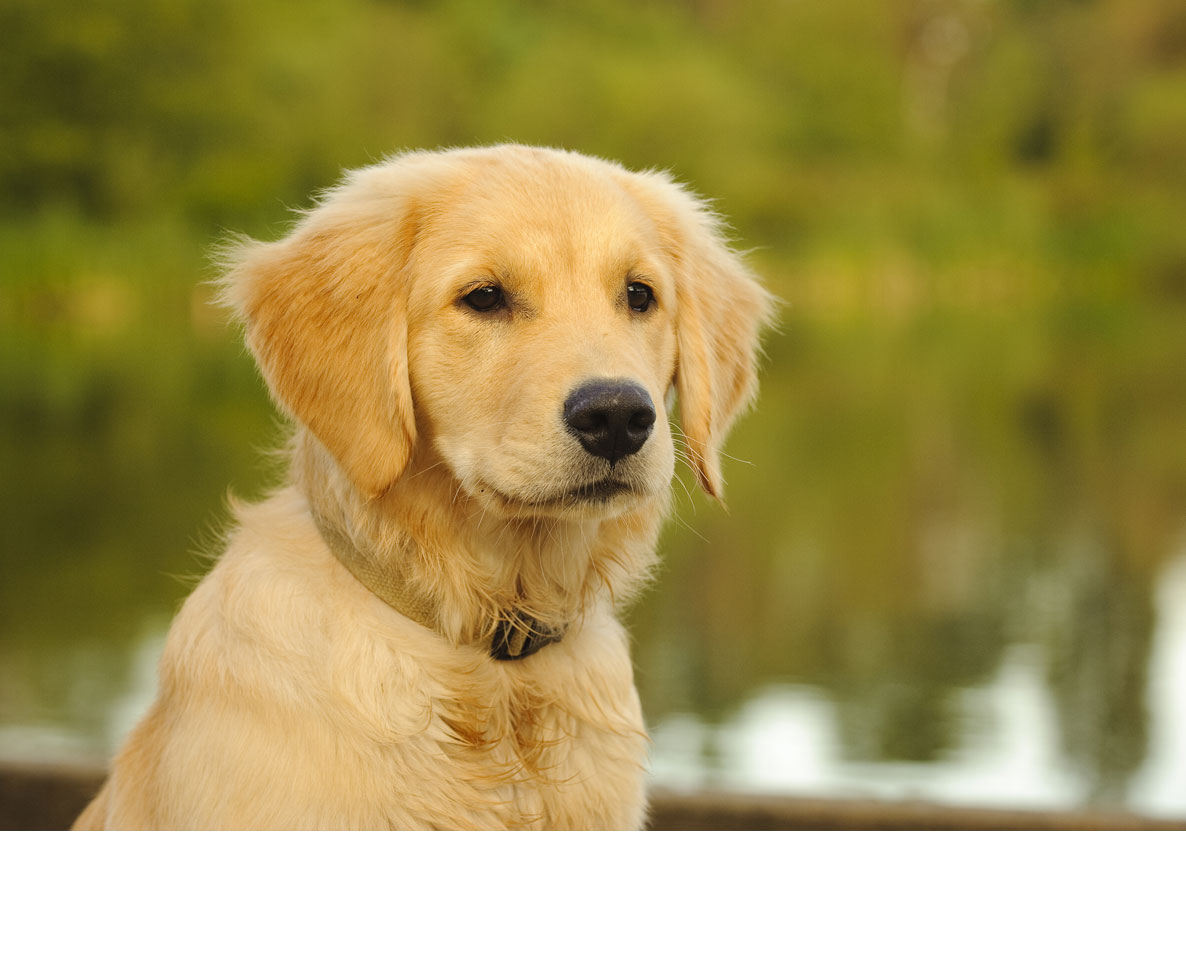 犬の性格の違いに犬種はどれほど影響する？