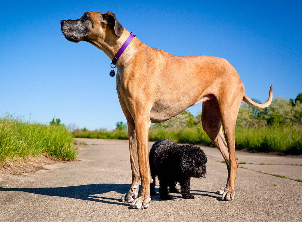 世界一背の高い犬がギネス記録更新