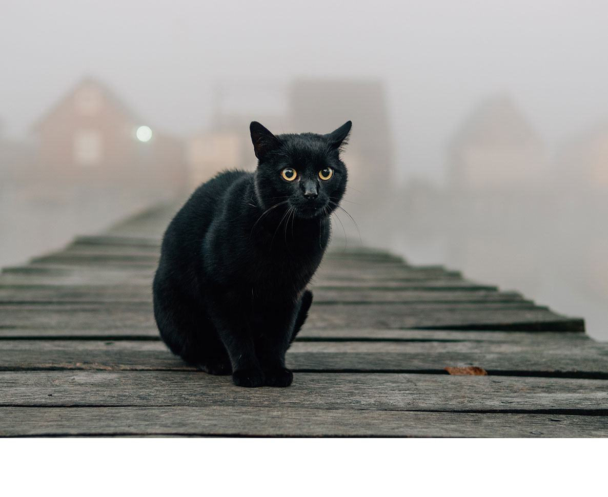 外出好きな飼い猫の首輪にカメラをつけてみたら…