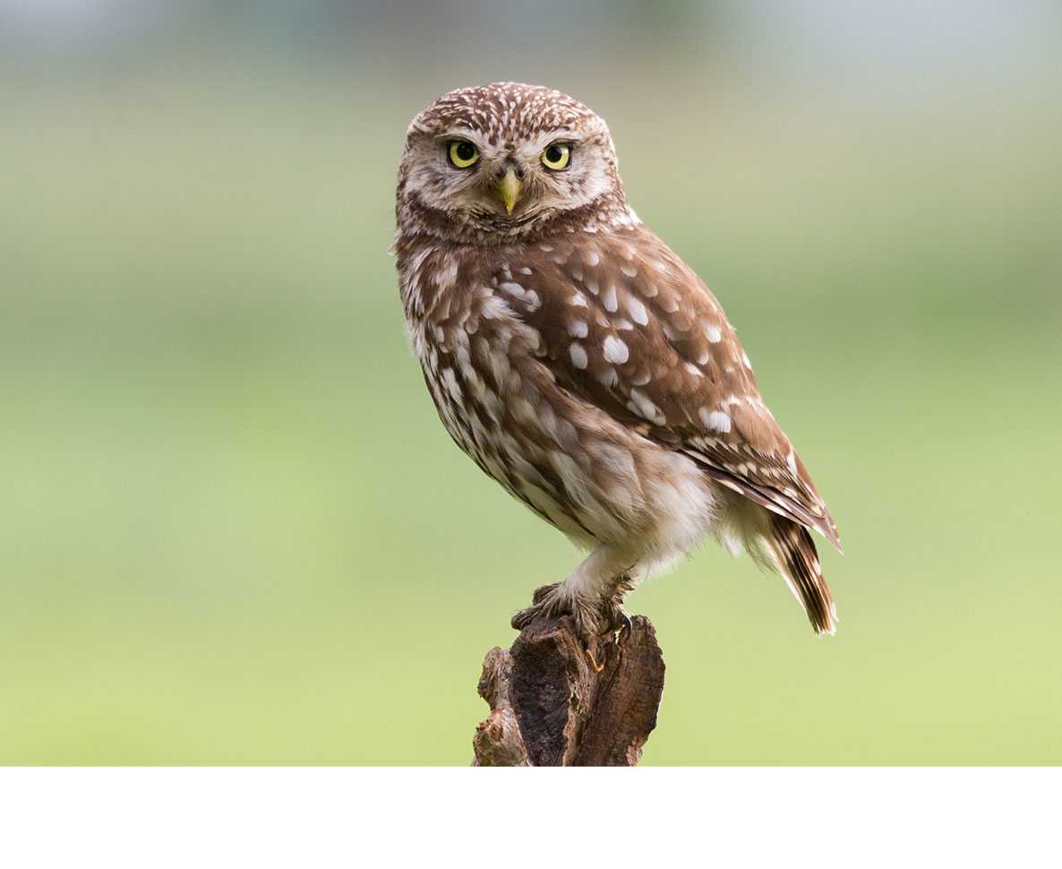 祖母に会いに来るフクロウは亡き祖父の生まれ代わり？