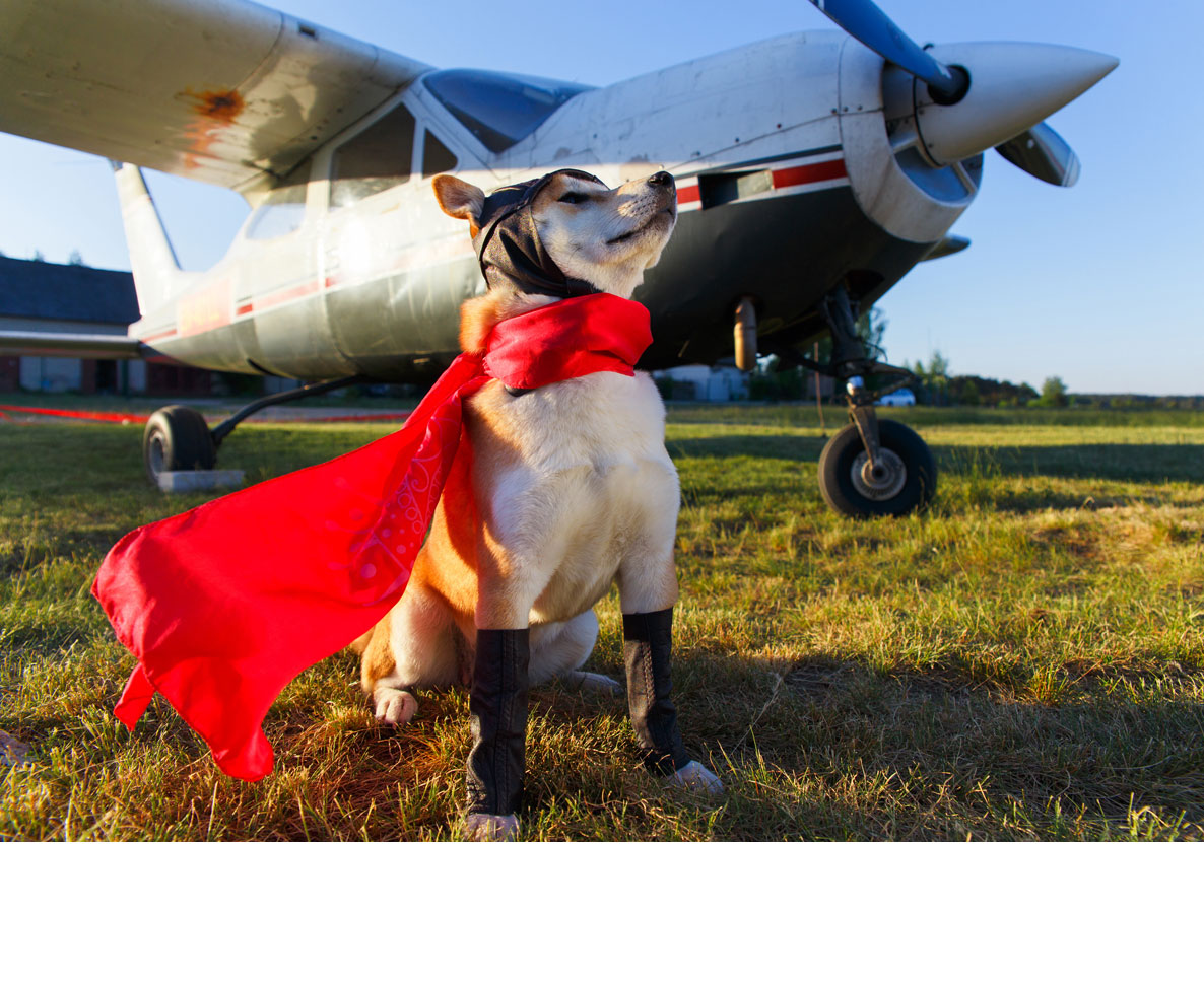 空港で置き去りされた犬をパイロットが引き取る