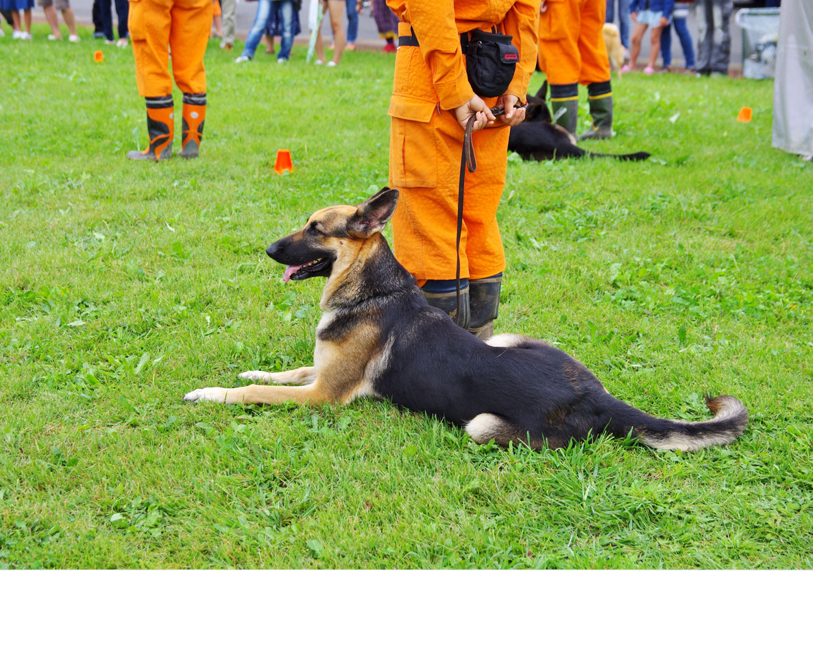 ウクライナで負傷した犬が警察犬として再出発