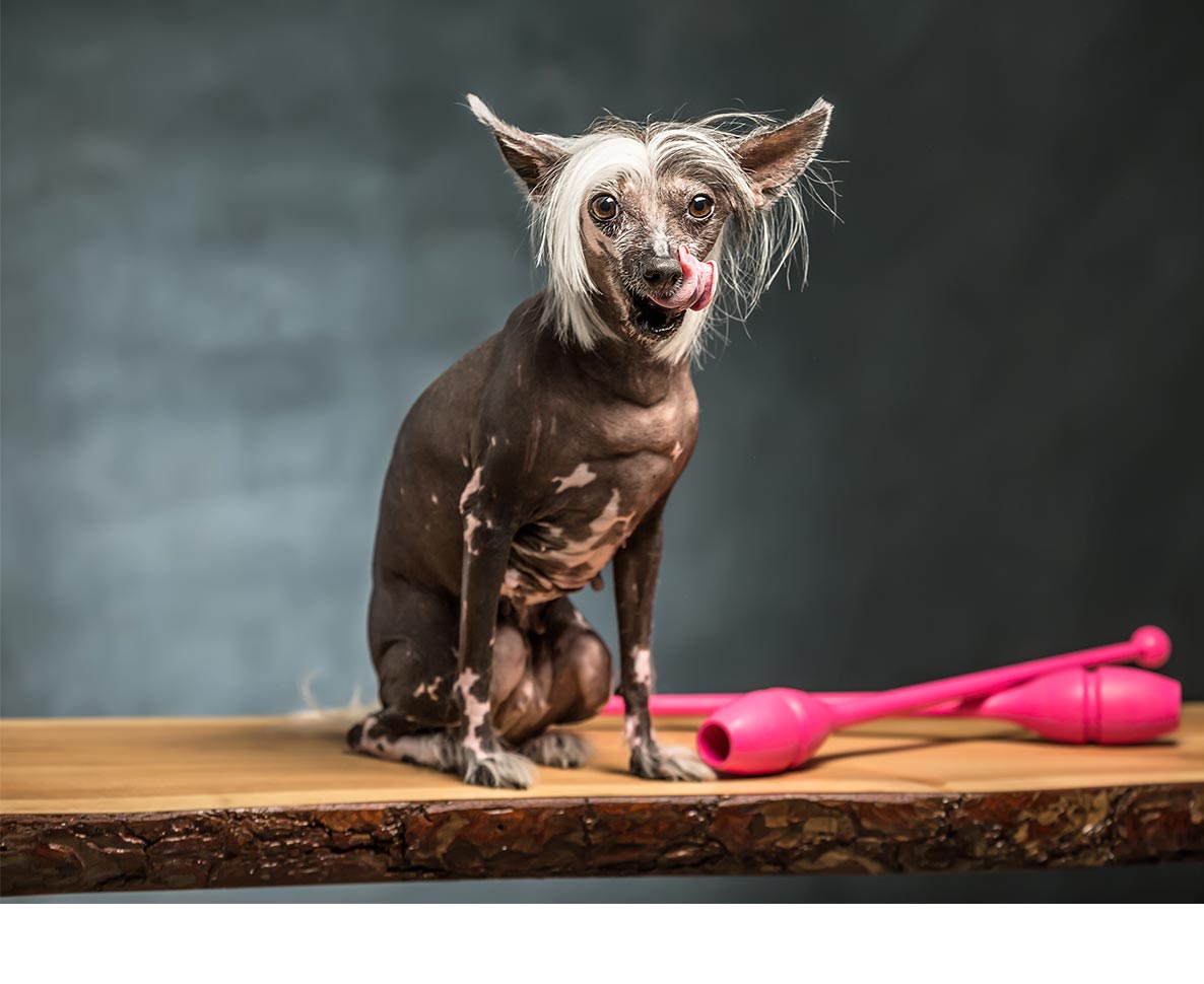 今年の「世界一醜い犬コンテスト」で優勝したのは？