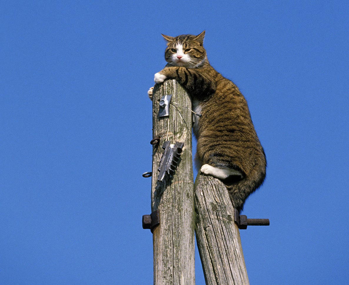 NZで猫が電柱に登って電気爆発。2万5千世帯が停電