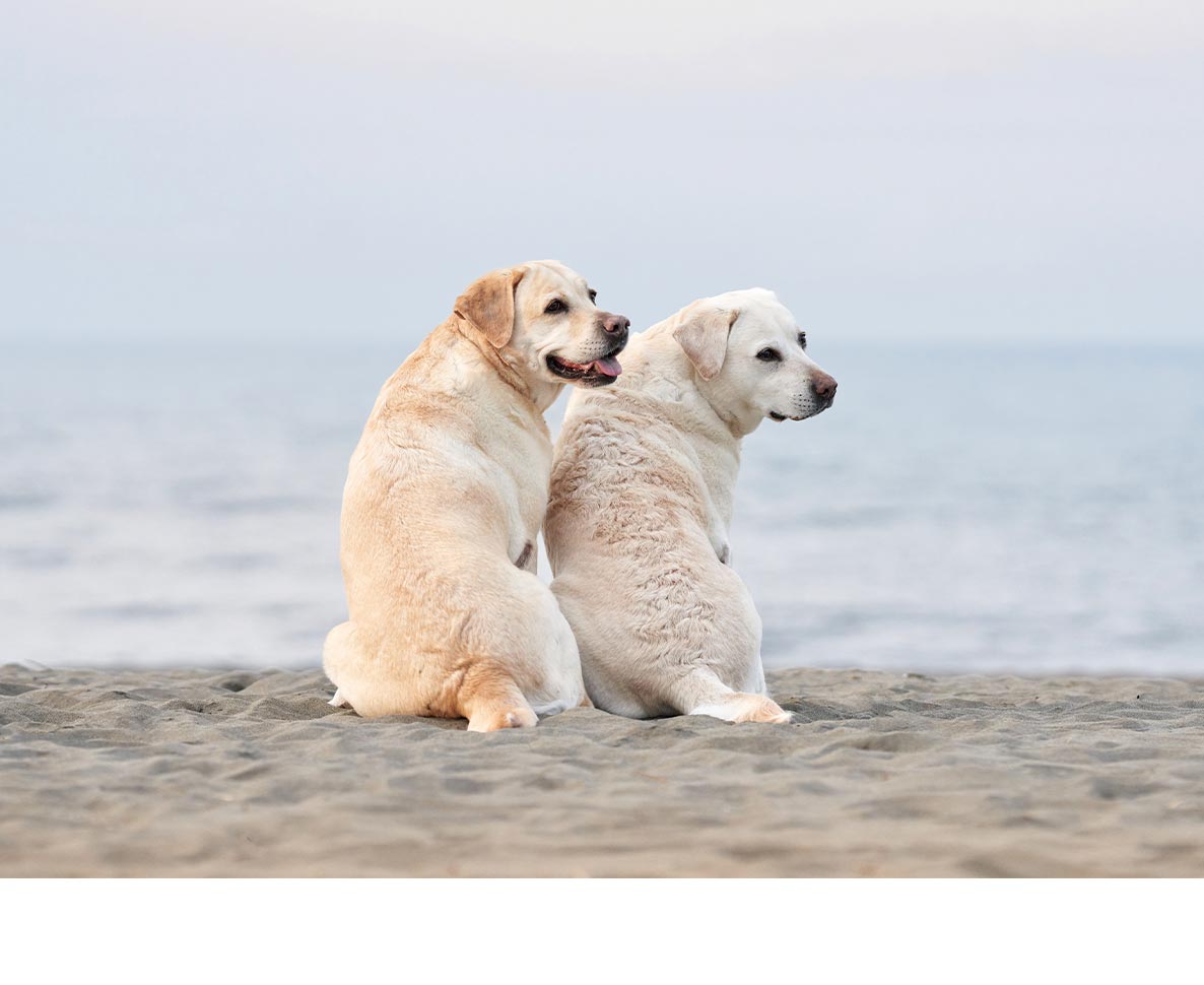 目と耳が不自由なのに、旅人をビーチへ案内できる犬