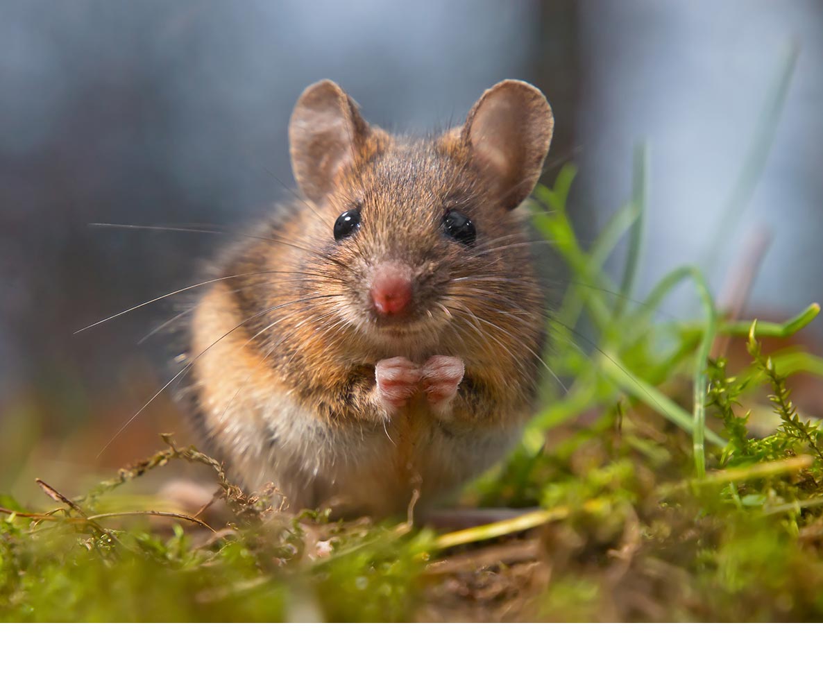 ウサギのようなネズミ「ホッピングマウス」が豪州で見つかる