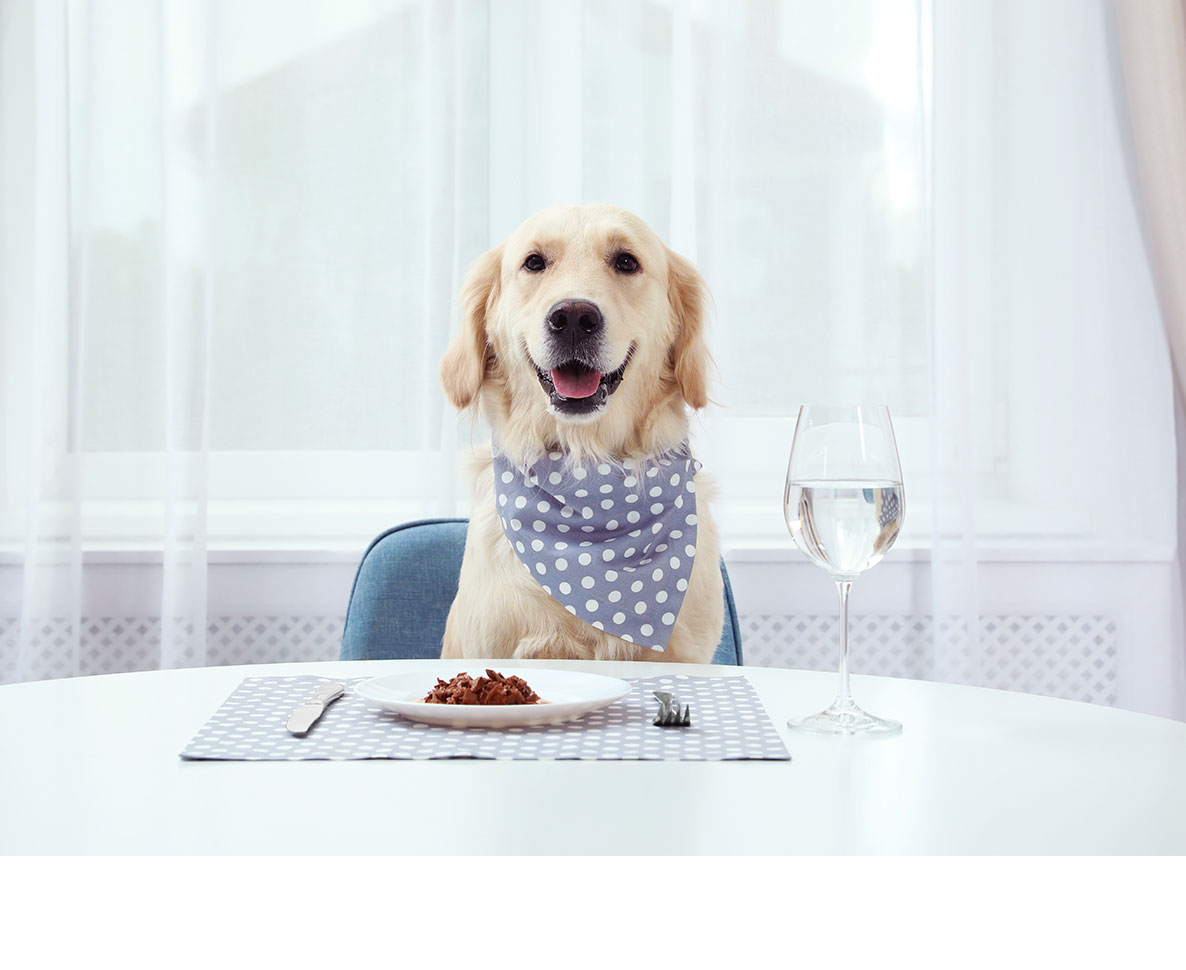 犬ヨガ、犬用レストラン…韓国で成長するペットサービス業