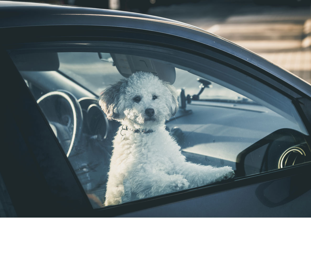 さすがテスラ！犬を車内に待たせるときも安心な装置とは？