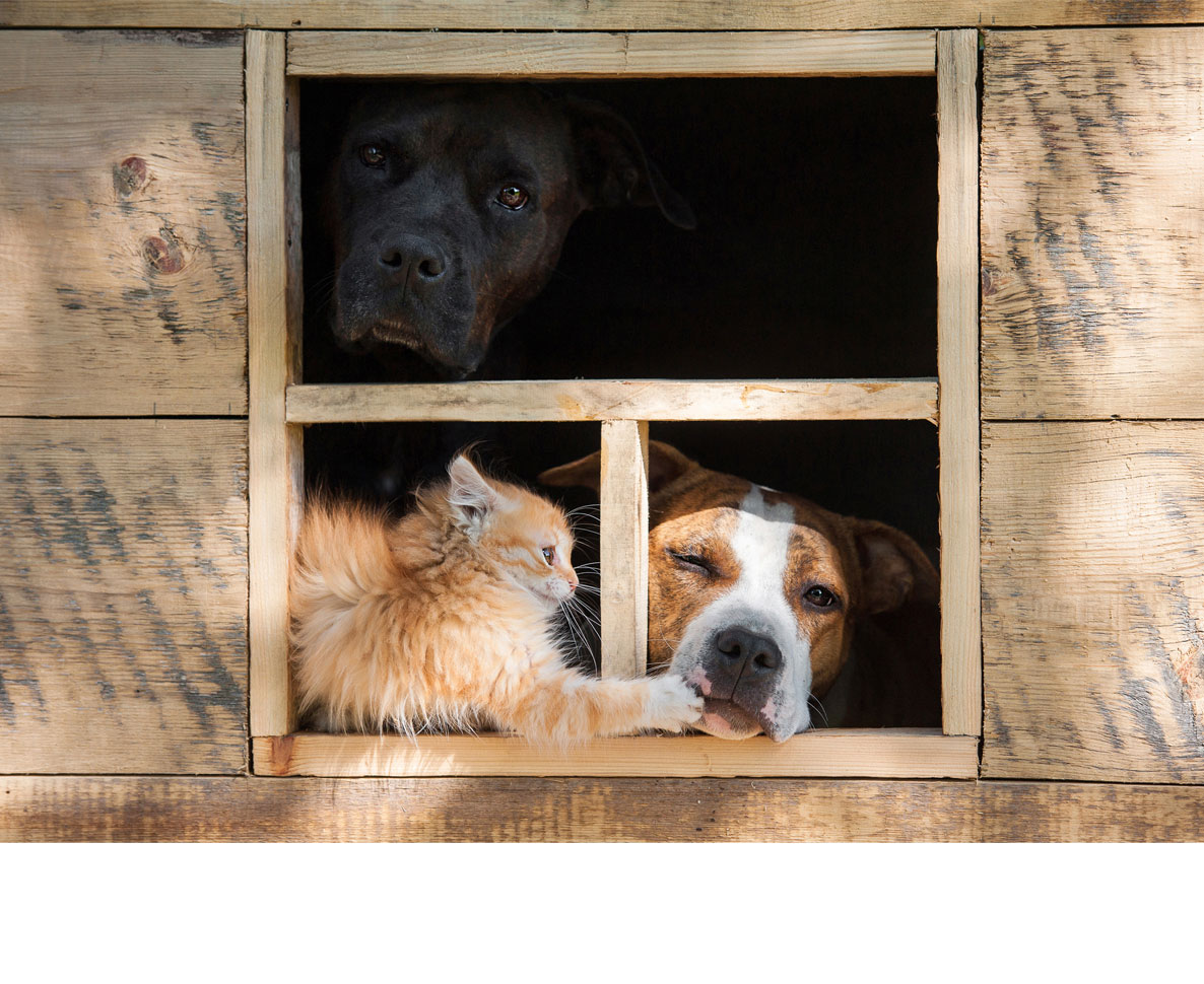 ペット同伴NGでも安心。カナダで話題の空調つき犬の待合ボックス