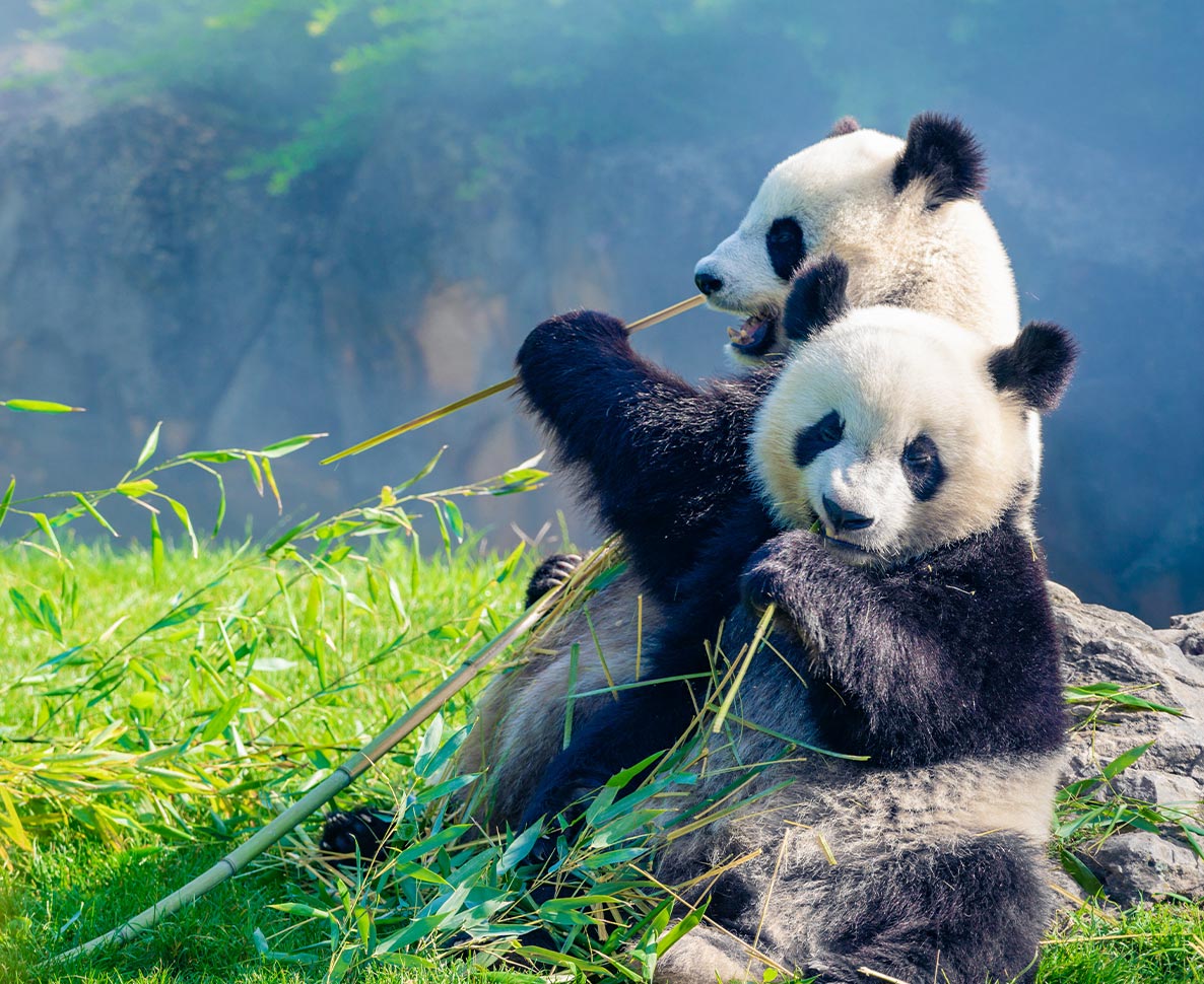 ２頭の「パンダ外交官」が中国からサンディエゴ動物園へ