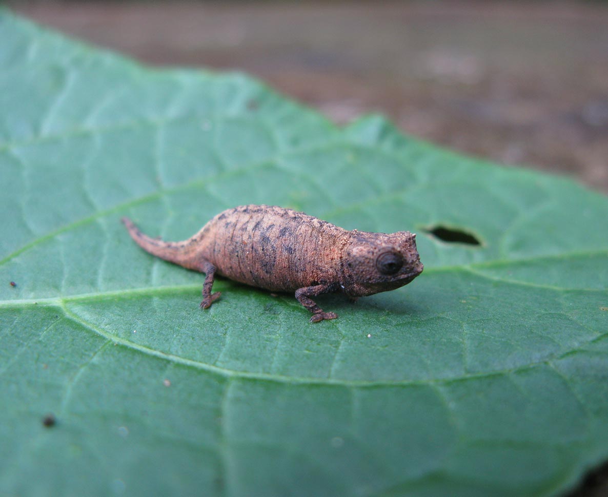 マダガスカルだけに生息する世界最小の爬虫類とは