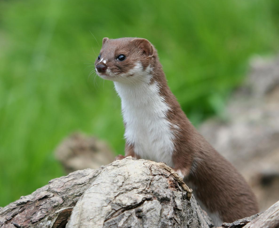 クローンで生まれた絶滅危惧種のイタチに赤ちゃん誕生