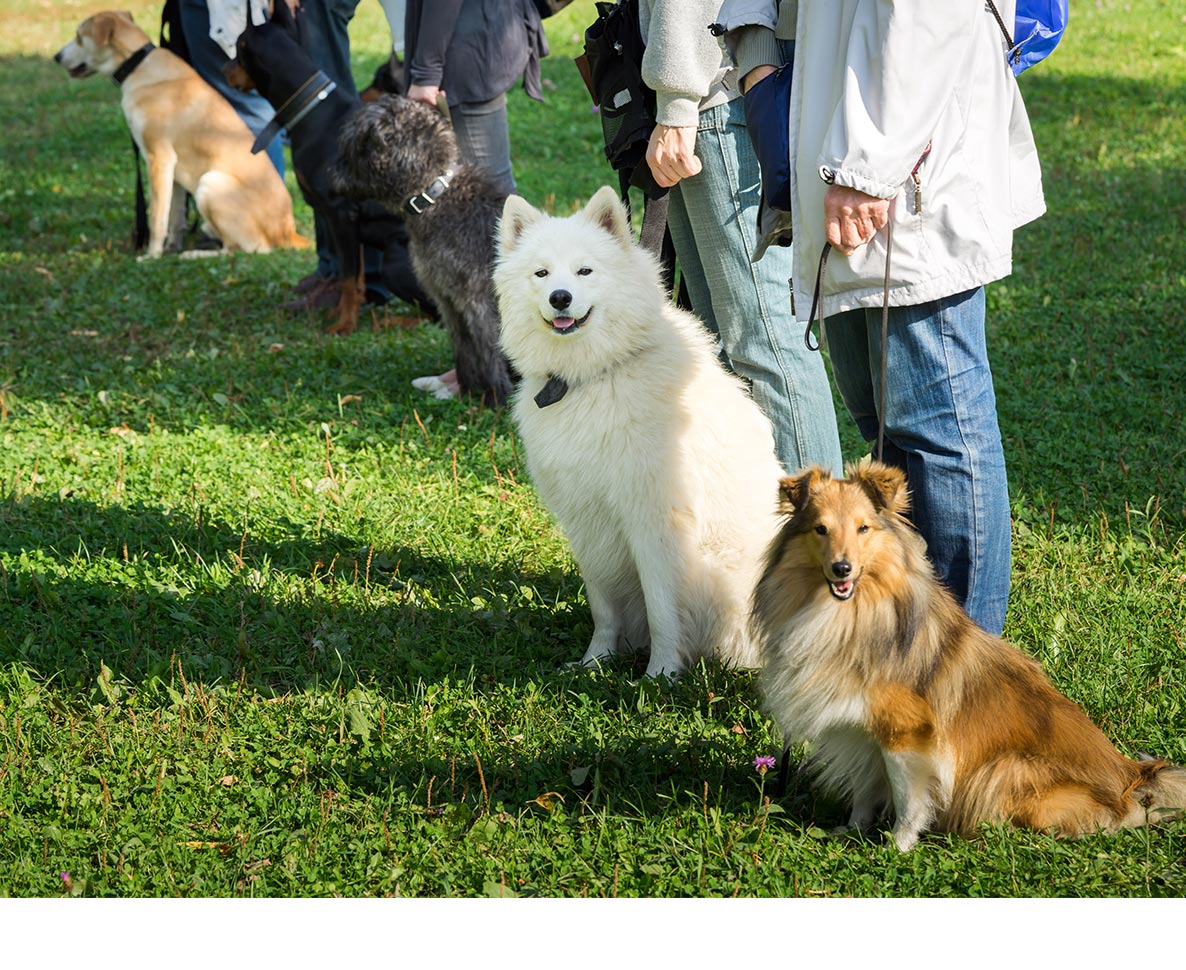 アメリカで今年最も人気だった犬の名前は？